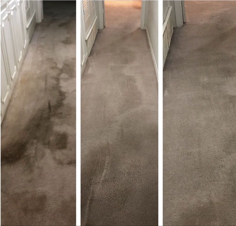 Carpet Cleaning by Midcity Steam