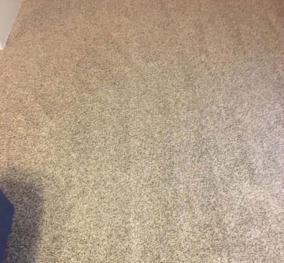 Professional Carpet Cleaning